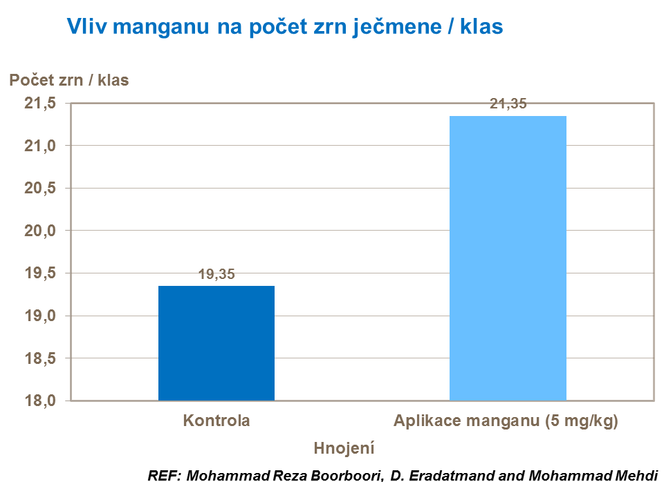 Vliv manganu na počet zrn ječmene / klas