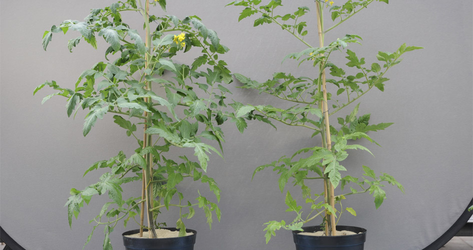 Tomato trees with and without nutrient deficiency